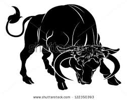 black bulls